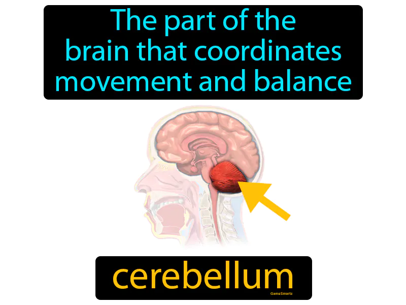 Cerebellum Definition Cerebellum Definition