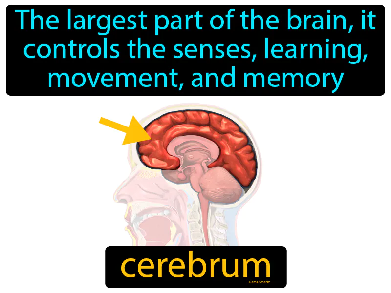 Cerebrum Definition Cerebrum Definition