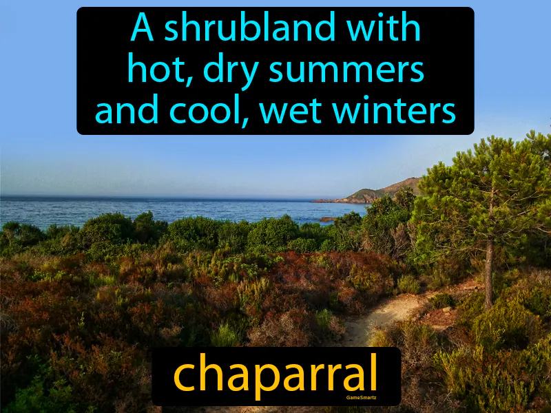 Chaparral Definition Chaparral Definition