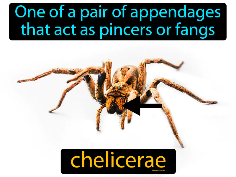 Chelicerae Definition Chelicerae Definition