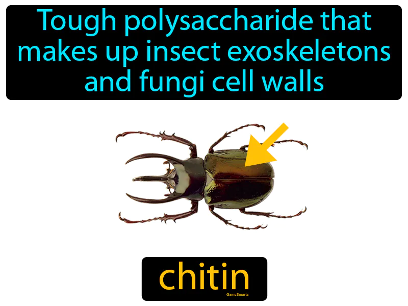 Chitin Definition Chitin Definition