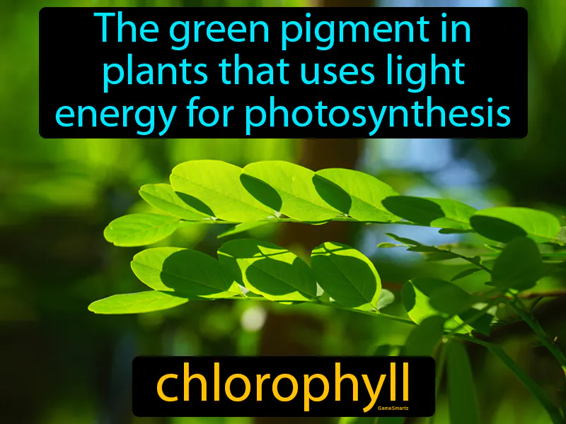 Chlorophyll Definition