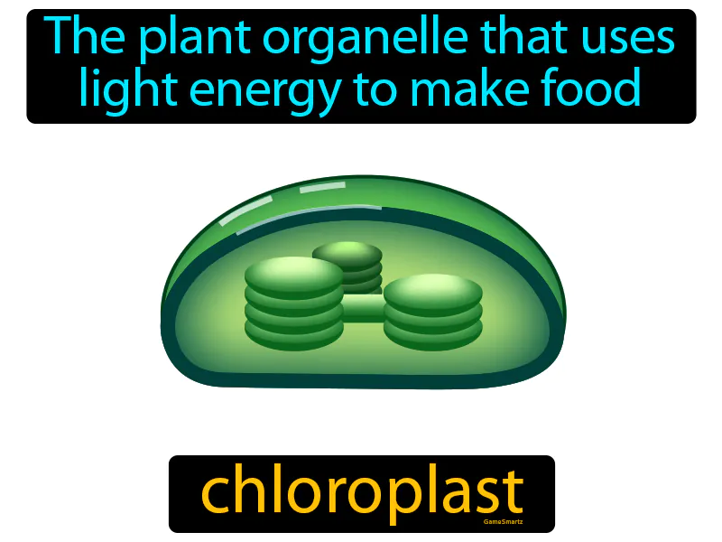 Chloroplast Definition Chloroplast Definition
