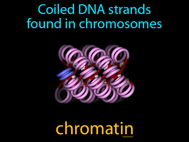 Chromatin Definition Chromatin Definition