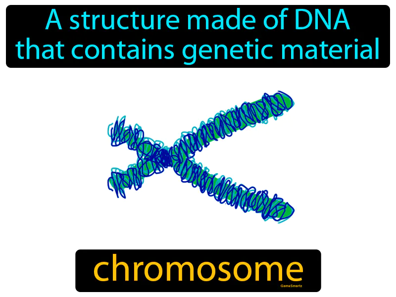 Chromosome Definition Chromosome Definition