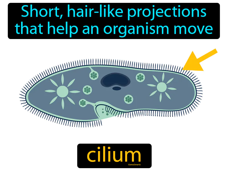 Cilium Definition Cilium Definition