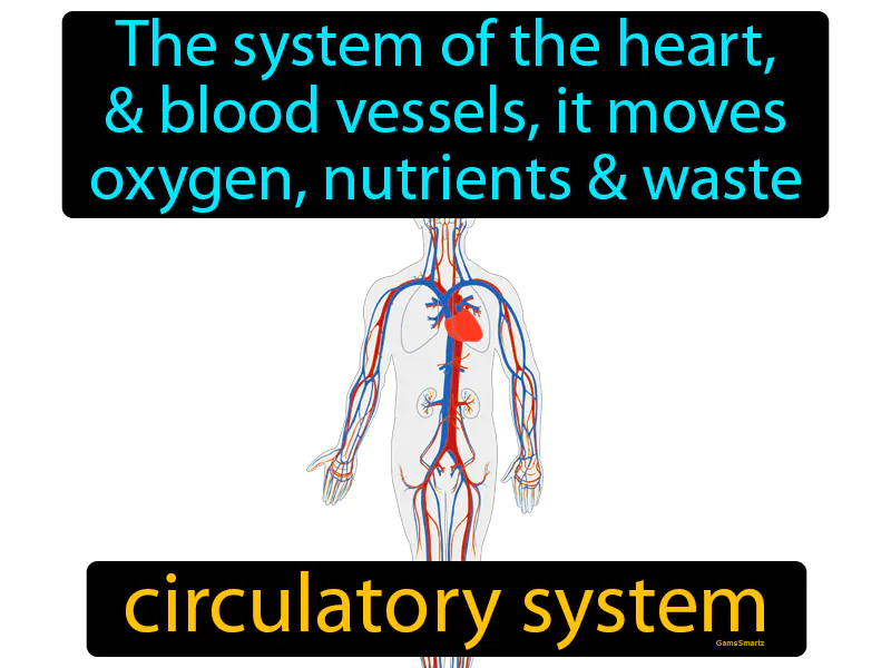 Circulatory System Definition Circulatory System Definition