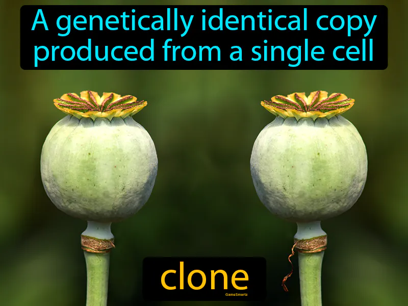 Clone Definition Clone Definition