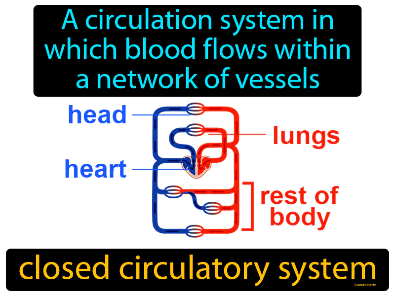 Closed Circulatory System Definition Closed Circulatory System Definition