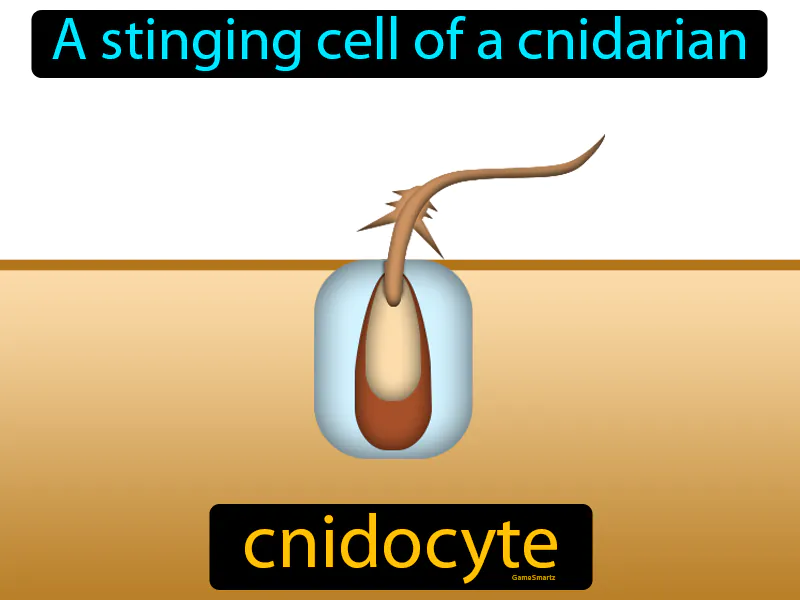 Cnidocyte Definition Cnidocyte Definition