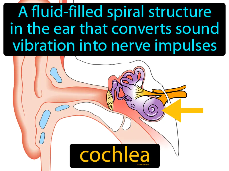 Cochlea Definition Cochlea Definition