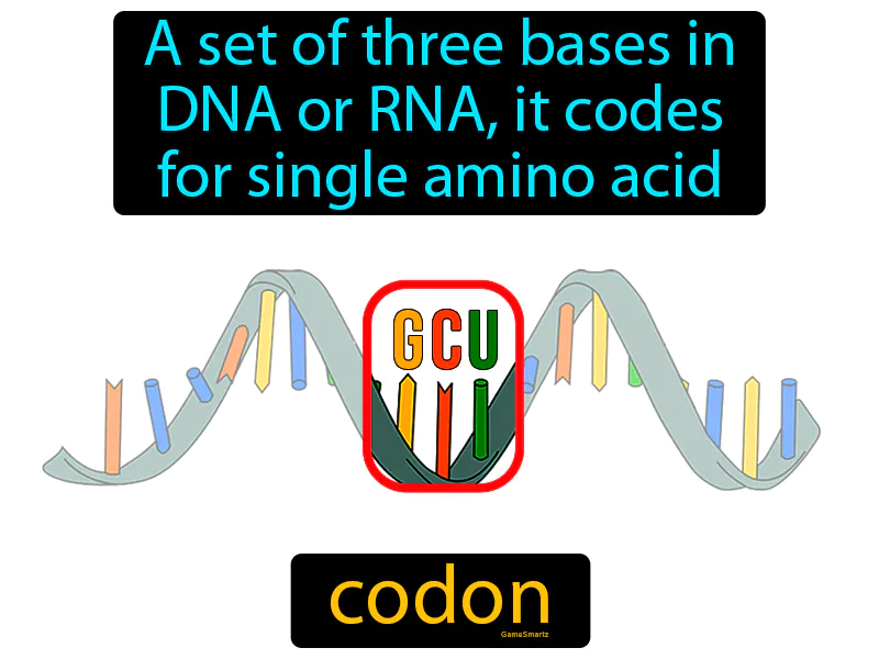 Codon Definition Codon Definition