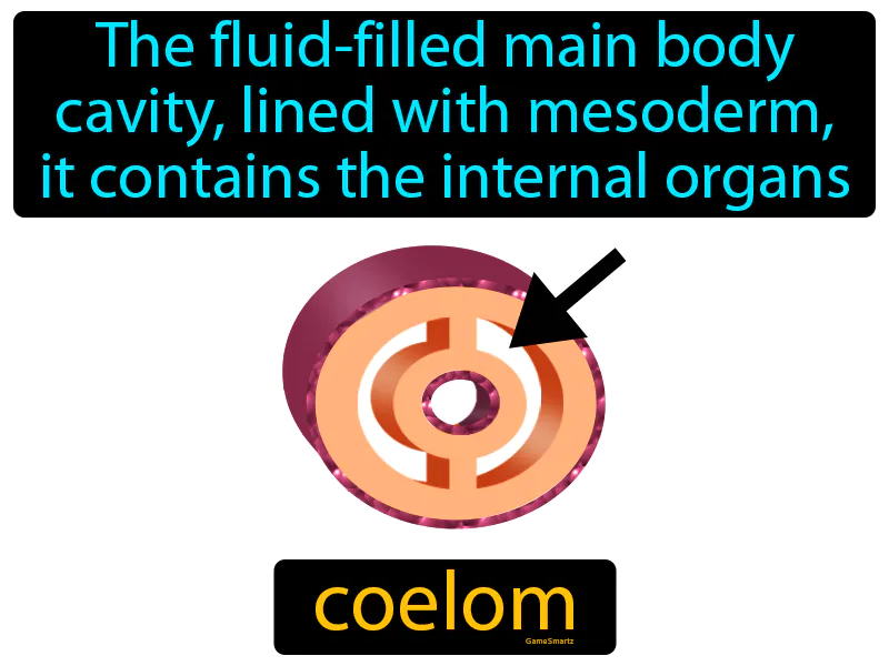 Coelom Definition Coelom Definition