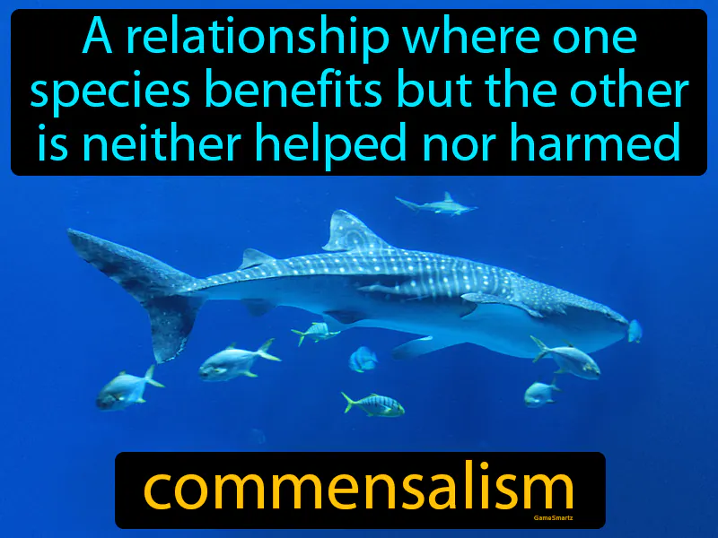 Commensalism Definition Commensalism Definition