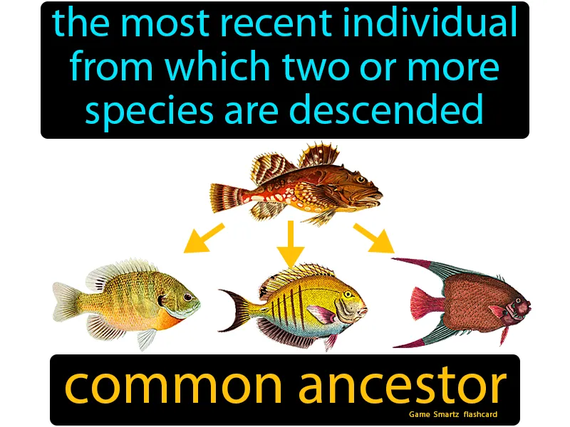 Common Ancestor Definition Common Ancestor Definition