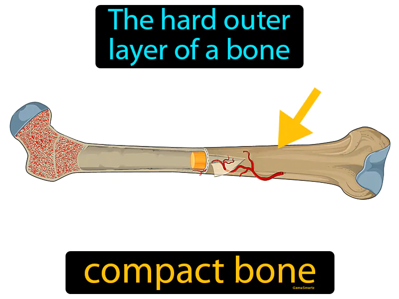 Compact Bone Definition Compact Bone Definition