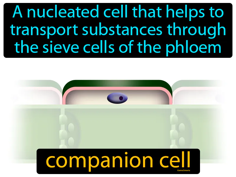 Companion Cell Definition