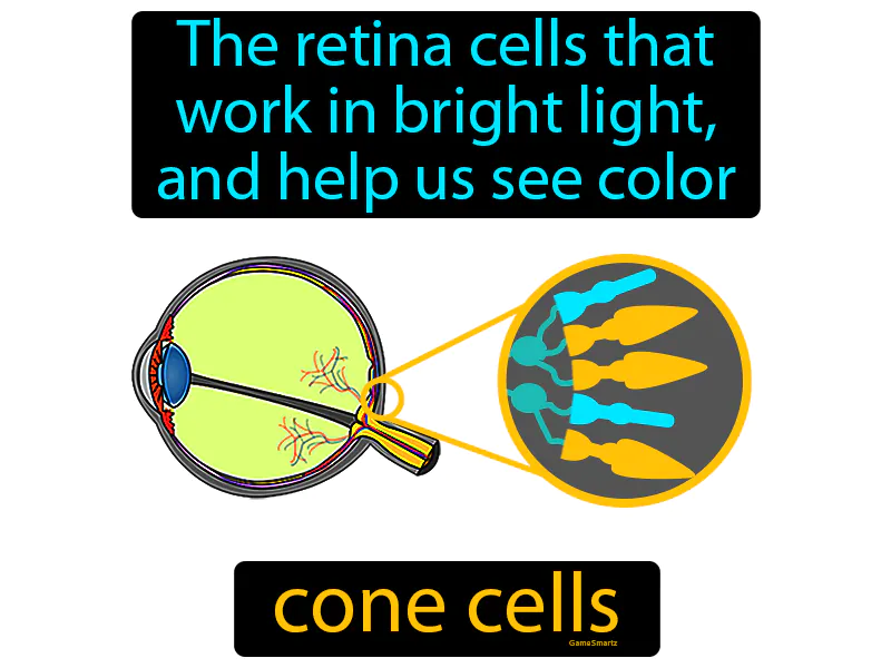 Cone Cells Definition Cone Cells Definition