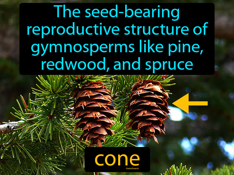 Cone Definition Cone Definition