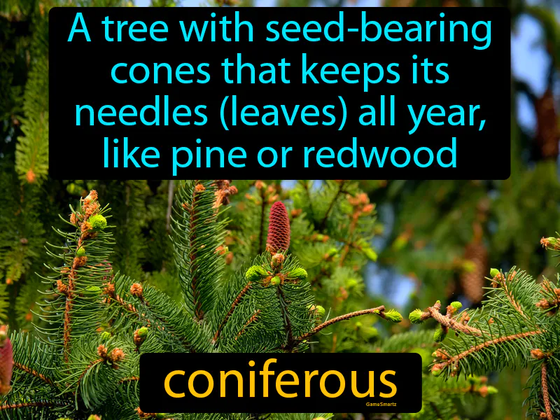 Coniferous Definition Coniferous Definition