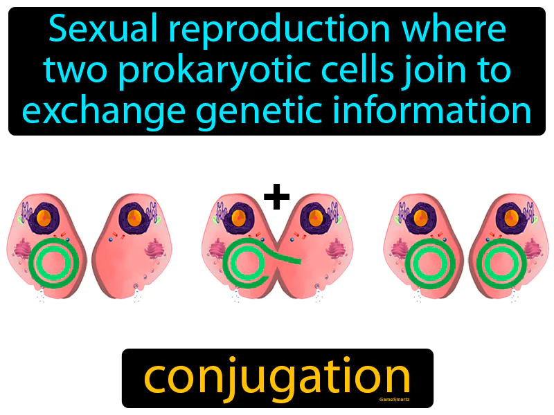 Conjugation Definition