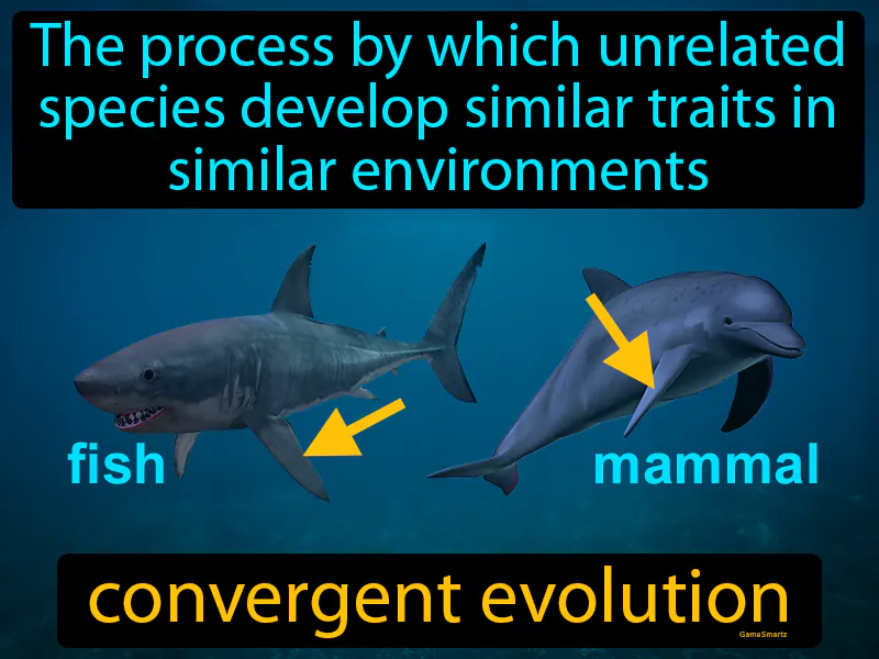 Convergent Evolution Definition Convergent Evolution Definition