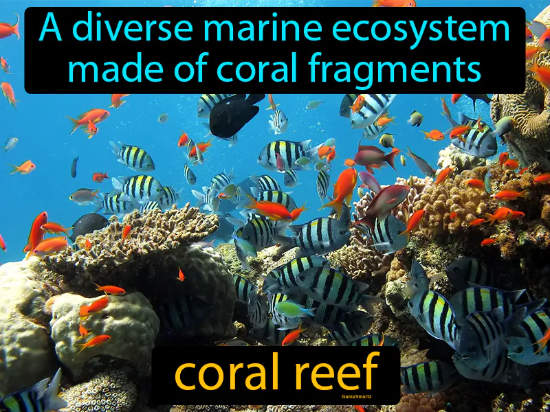 Coral Reef Definition Coral Reef Definition