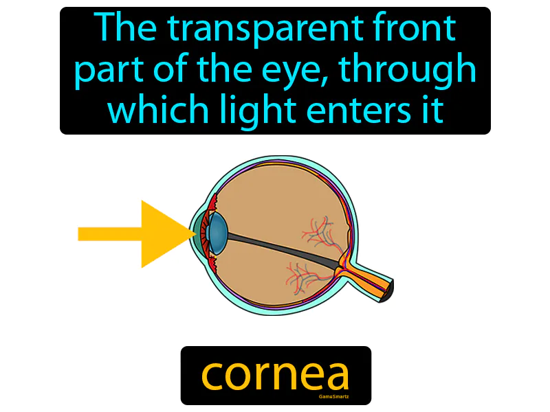 Cornea Definition