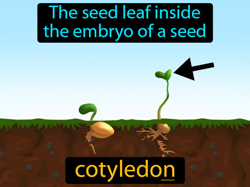 Cotyledon Definition Cotyledon Definition