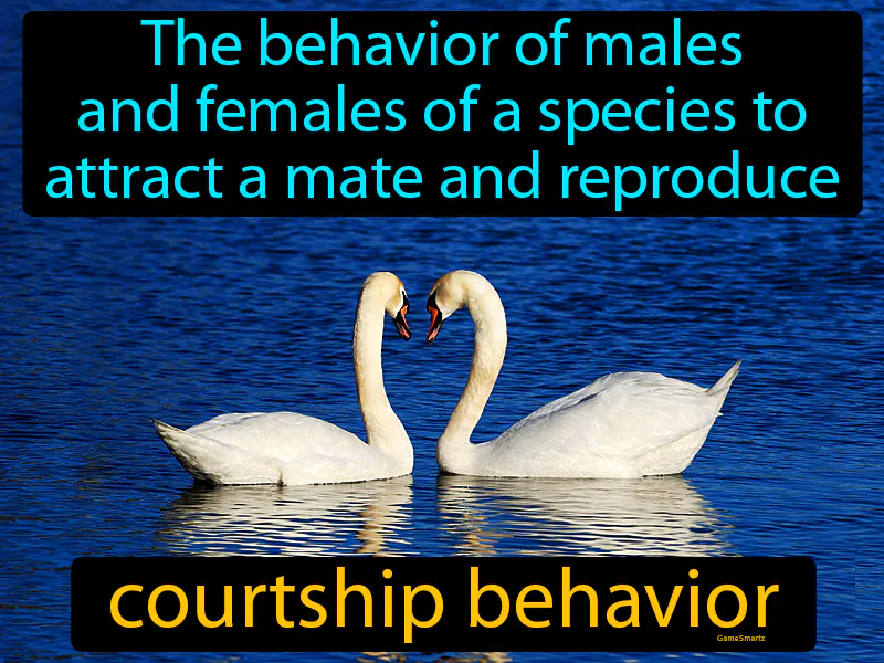 Courtship Behavior Definition Courtship Behavior Definition