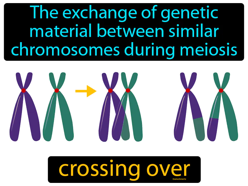 Crossing Over Definition Crossing Over Definition