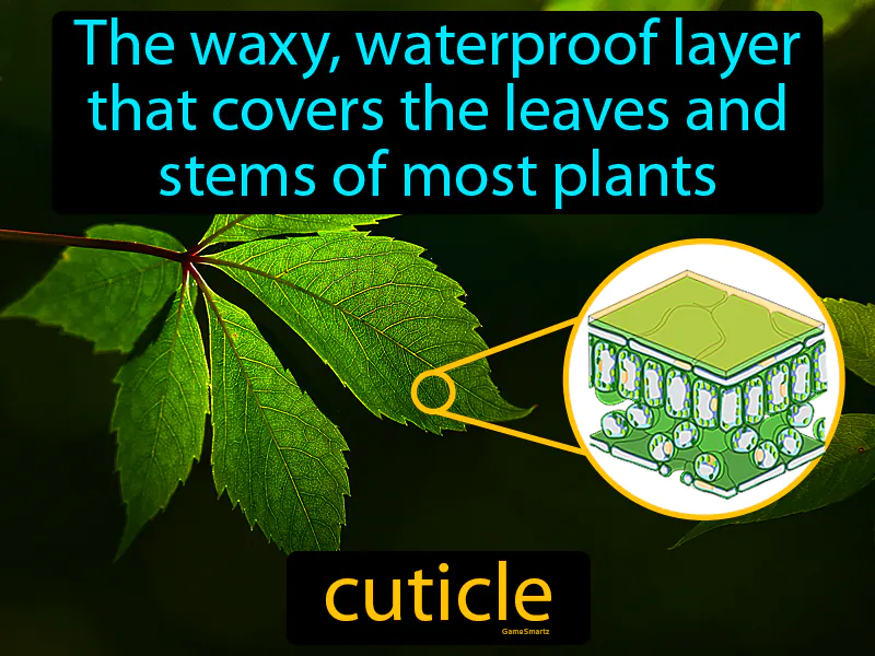 Cuticle Definition Cuticle Definition