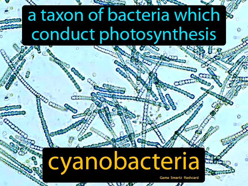 Cyanobacteria Definition Cyanobacteria Definition