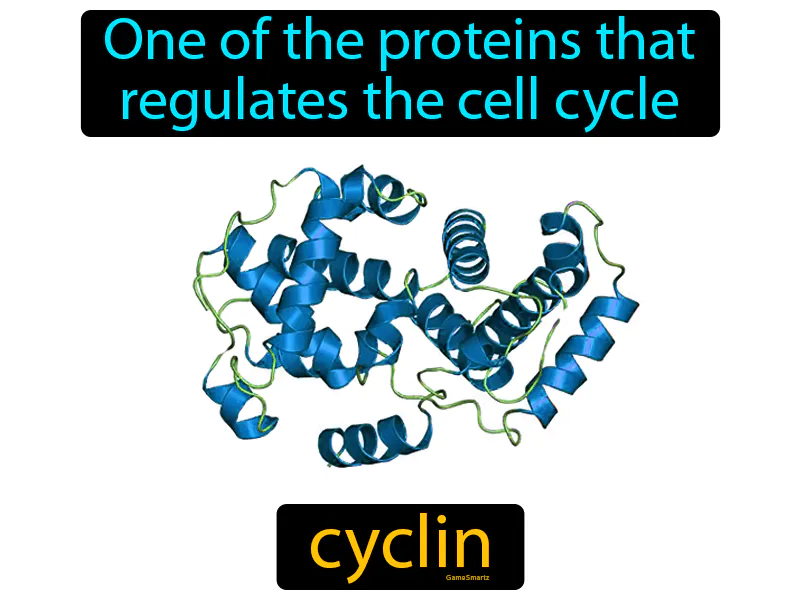 Cyclin Definition