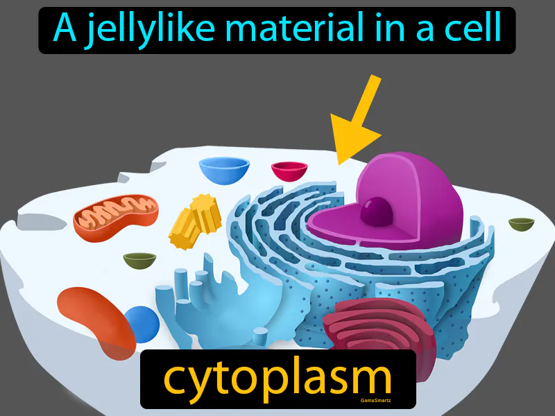Cytoplasm Definition Cytoplasm Definition