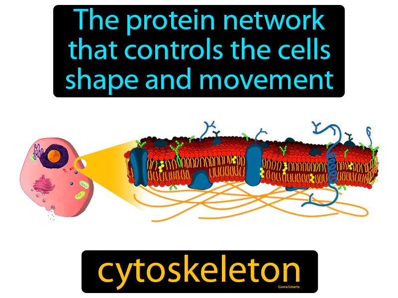 Cytoskeleton Definition Cytoskeleton Definition