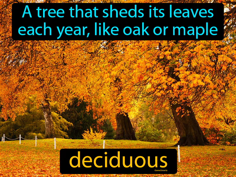 Deciduous Definition Deciduous Definition