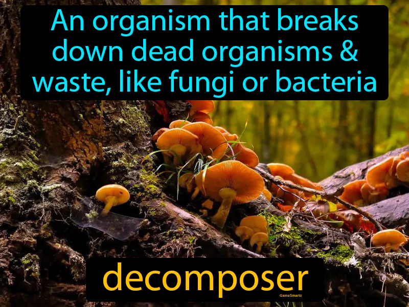 Decomposer Definition Decomposer Definition