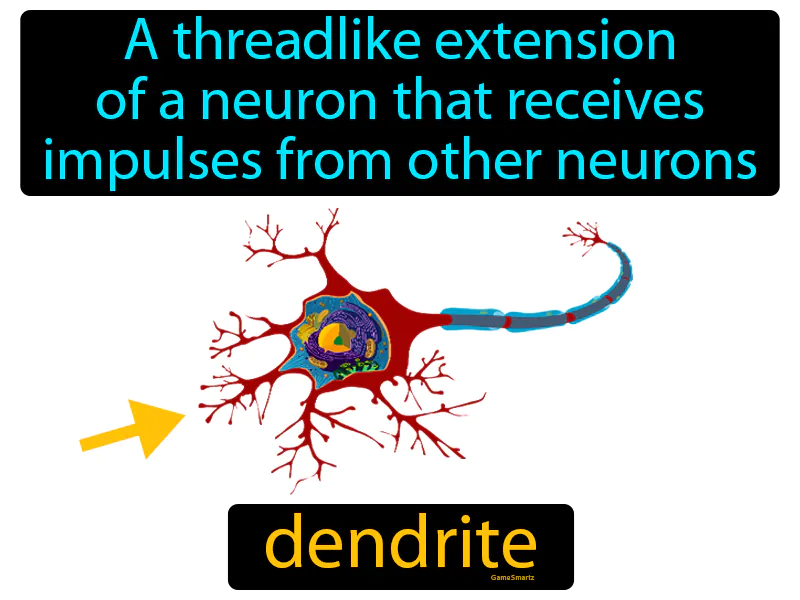 Dendrite Definition Dendrite Definition