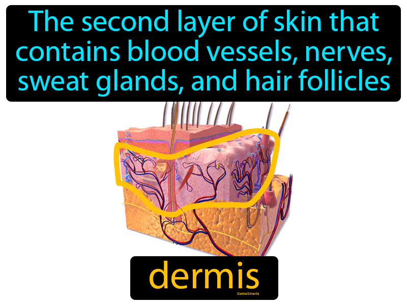 Dermis Definition Dermis Definition