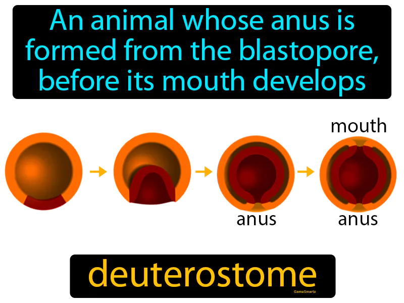 Deuterostome Definition Deuterostome Definition