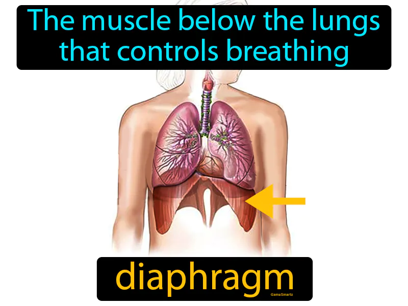 Diaphragm Definition Diaphragm Definition