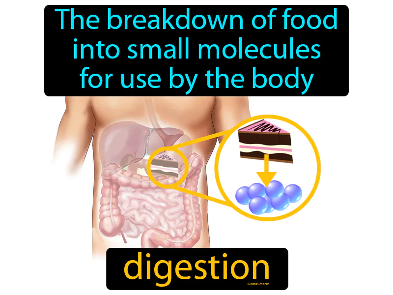 Digestion Definition Digestion Definition