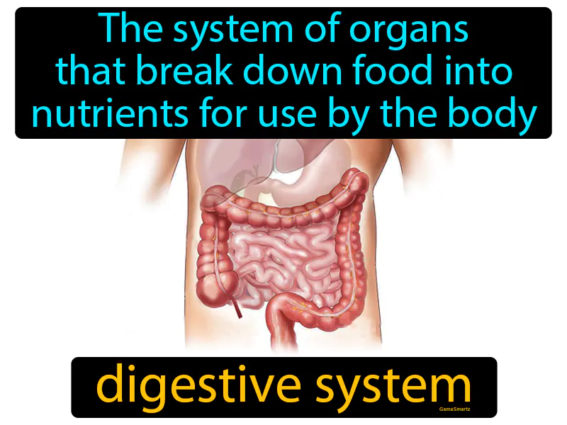 Digestive System Definition Digestive System Definition