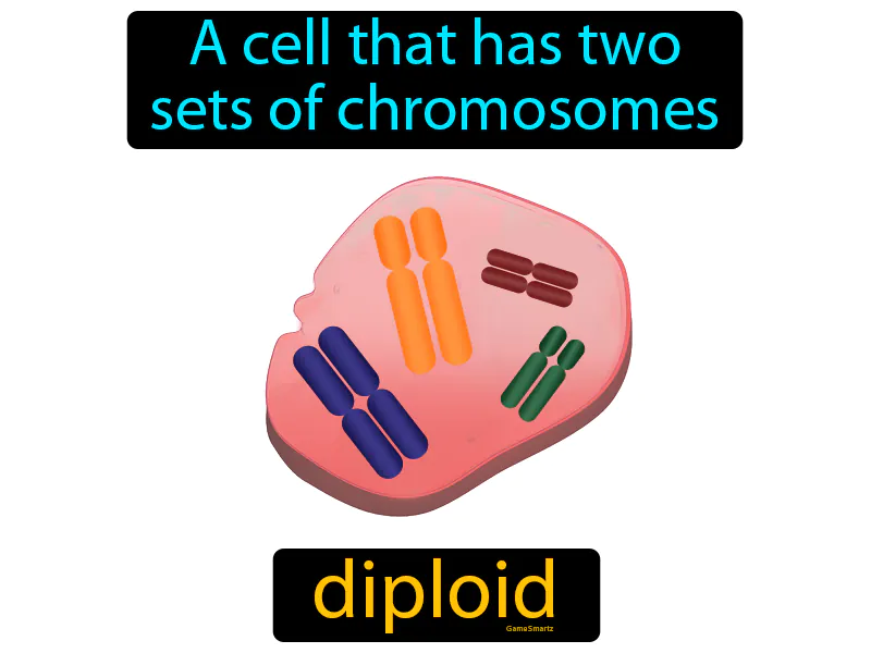 Diploid Definition Diploid Definition