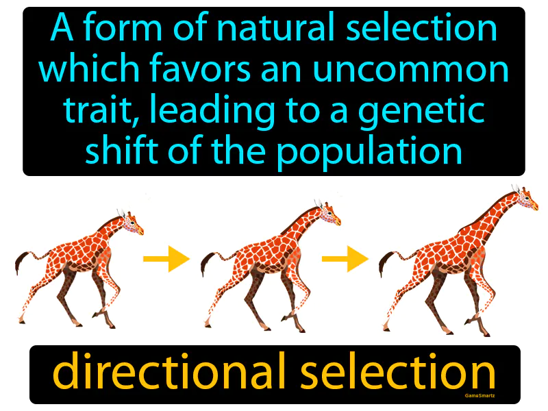 Directional Selection Definition Directional Selection Definition