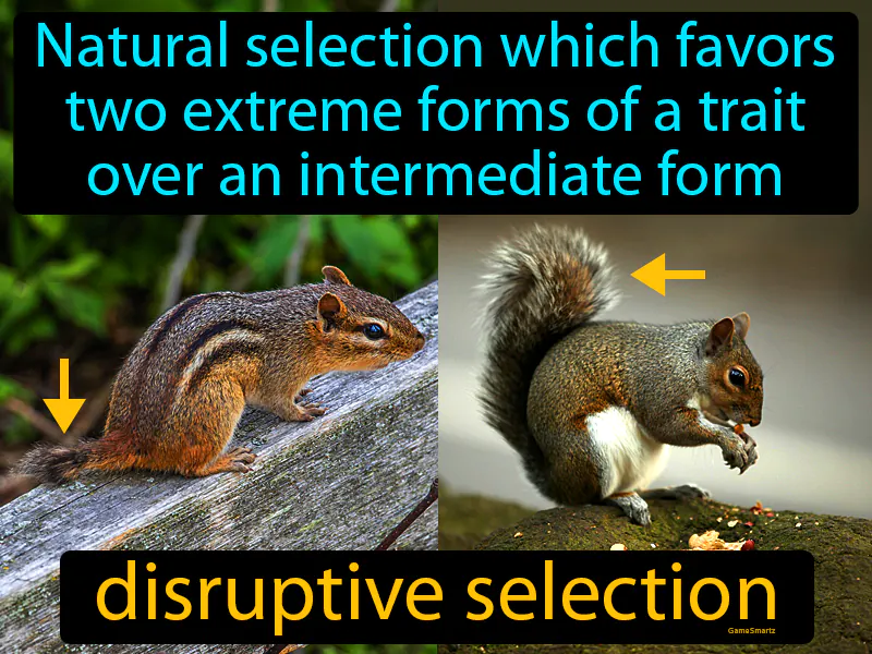 Disruptive Selection Definition Disruptive Selection Definition