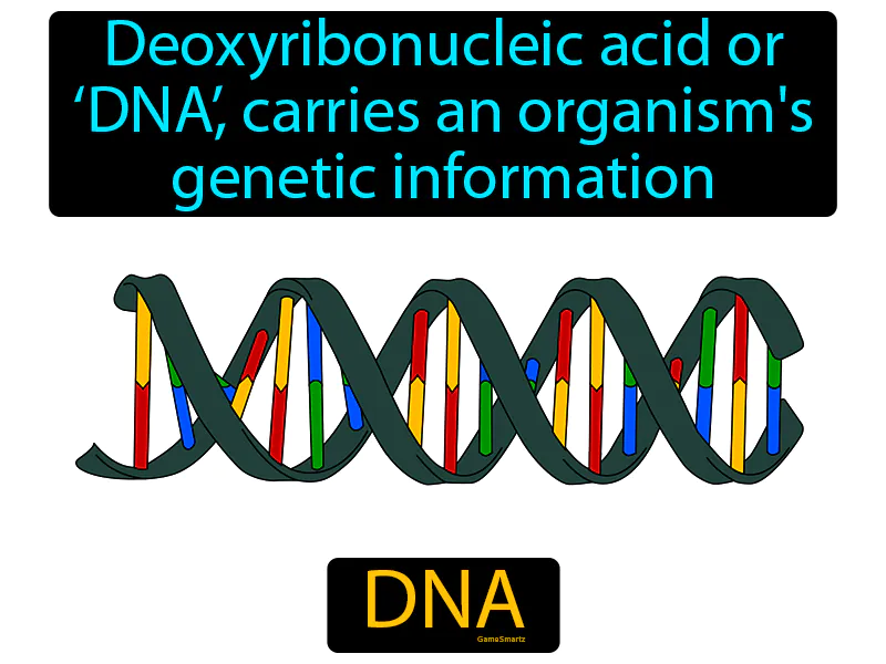 DNA Definition DNA Definition
