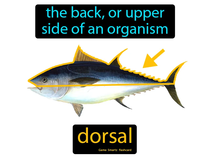 Dorsal Definition Dorsal Definition