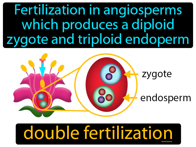 Double Fertilization Definition Double Fertilization Definition